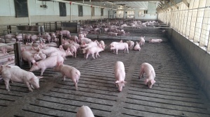 inside a pig barn