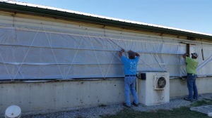 Fixing Curtains on the pig barn