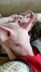 curious pig sniffing farmer leg